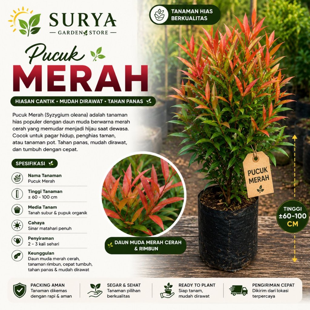 PUCUK MERAH TANAMAN PUCUK MERAH BUNGA PUCUK MERAH FULL RIMBUN