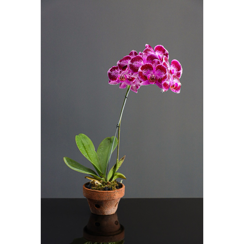 Anggrek Phalaenopsis Special Ungu Variegata