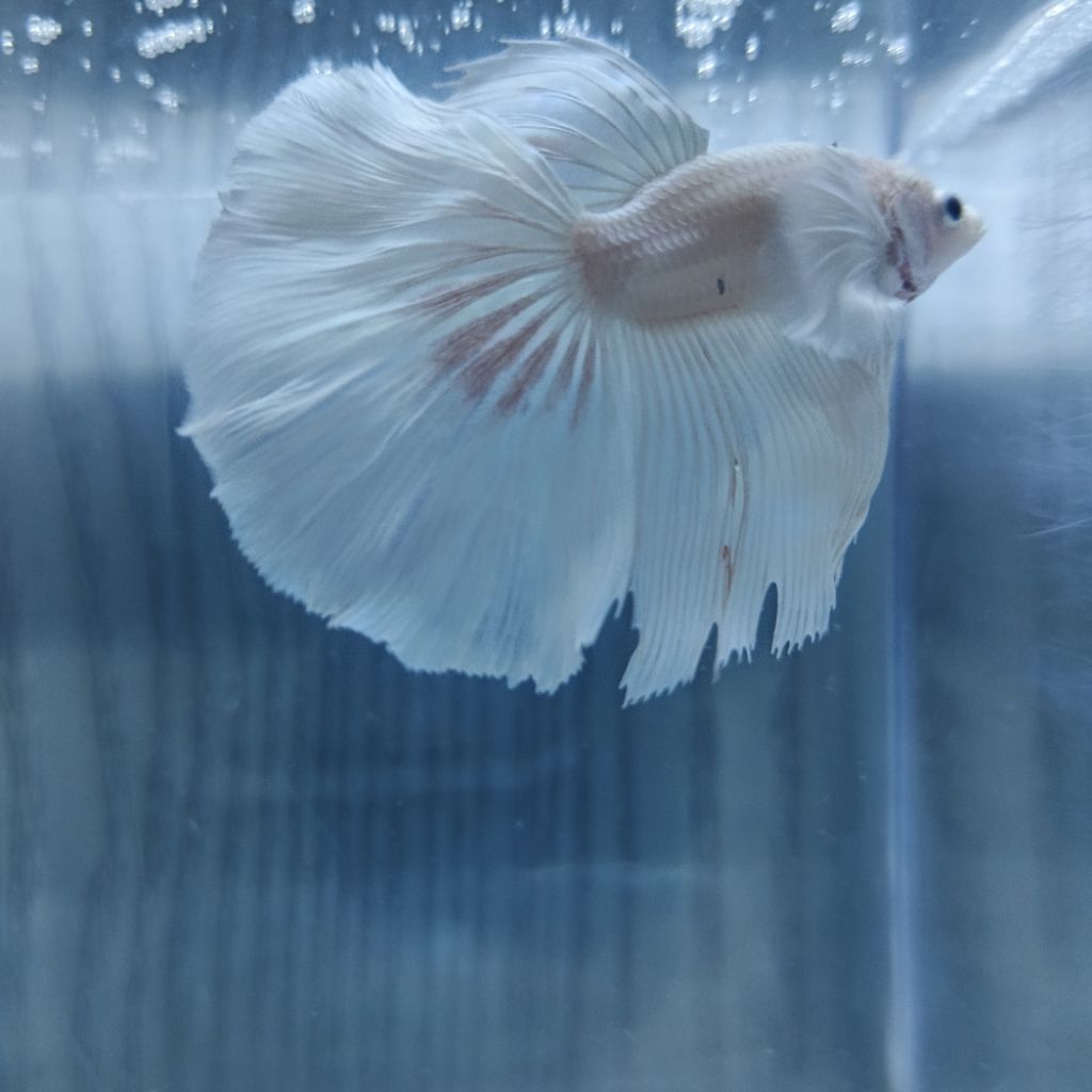 Cupang halfmoon dumbo ear white dewasa realpict