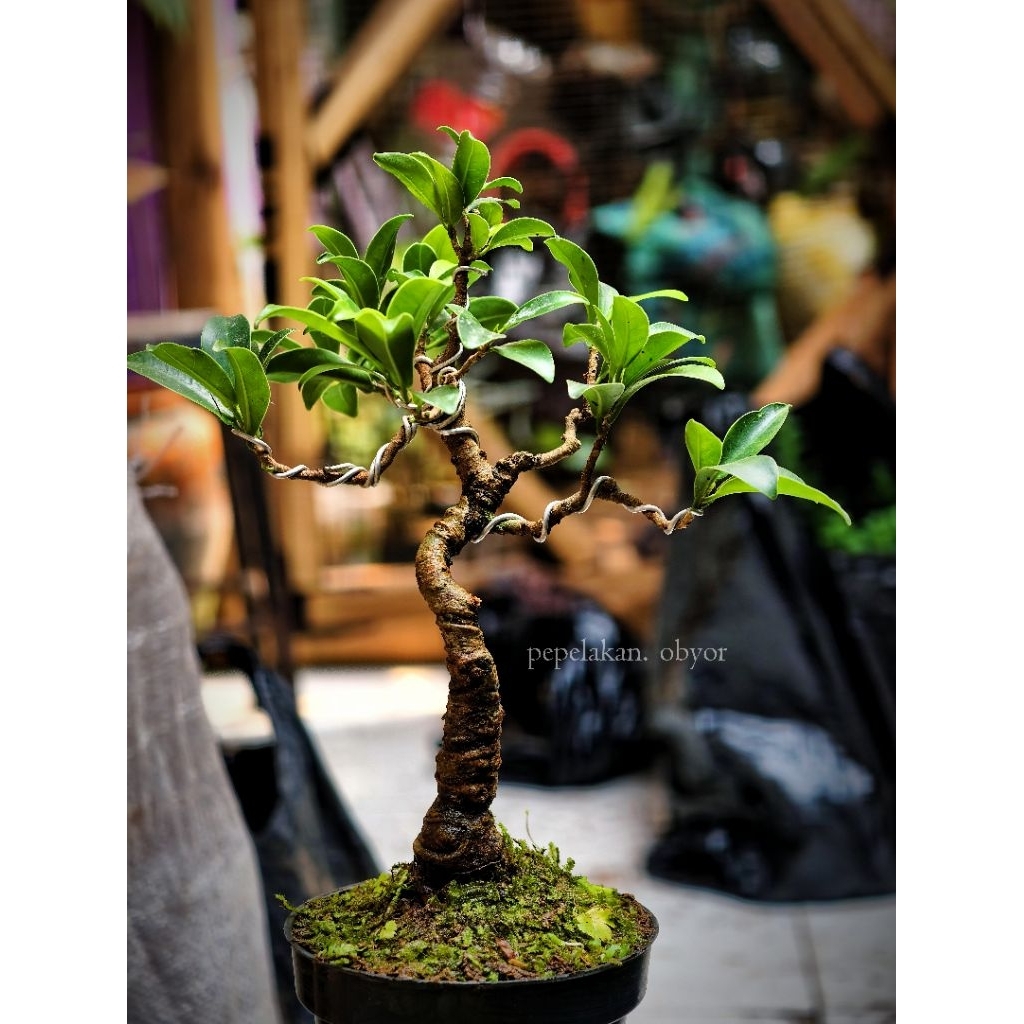 BONSAI INDOOR Bonsai Ficus Elegan Bonsai Kimeng Elegan Bonsai Ficus Regen Cantik Untuk Koleksi REAL 