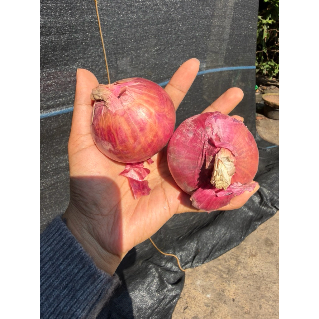 BAWANG MERAH BAWANG INDIA BAWANG BOMBAY