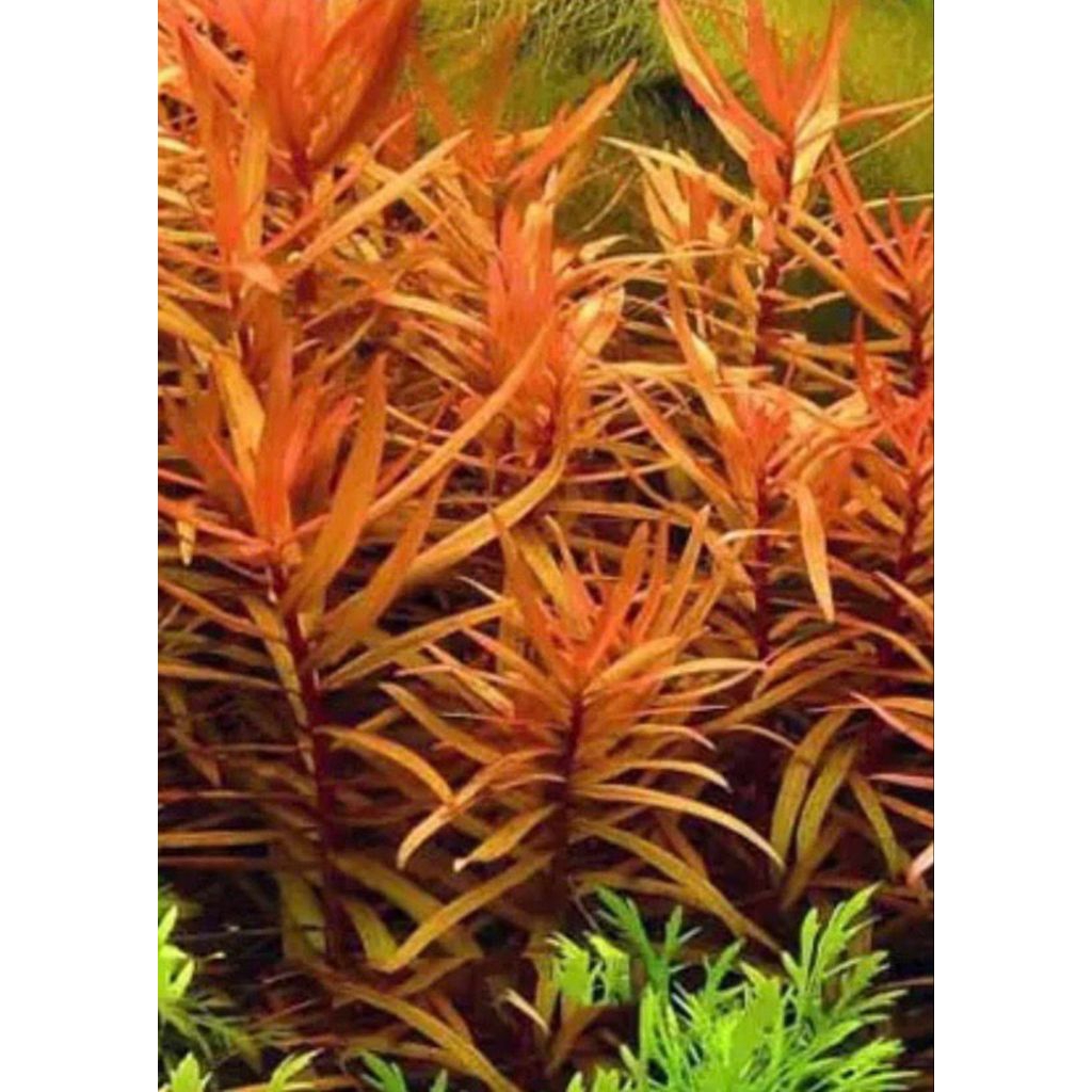 amania gracilis