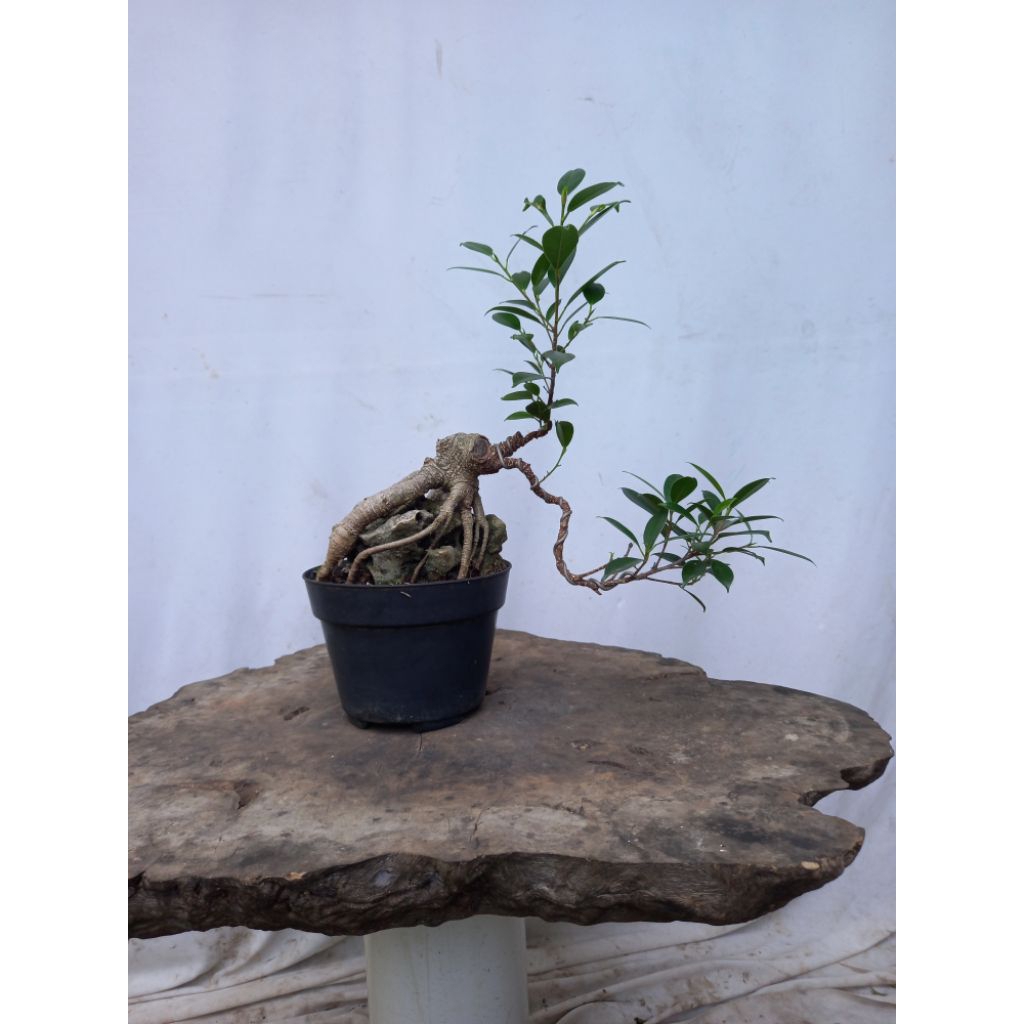 BONSAI POHON KIMENG/FICUS MICROCARPA