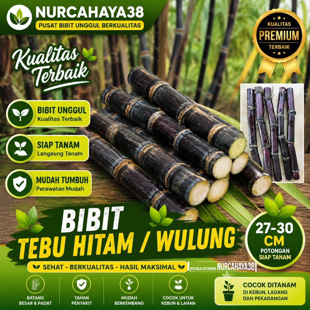 Tebu hitam - tebu terbaik original dan fresh | Bibit stek tebu ireung | | tebu hitam 27-35cm