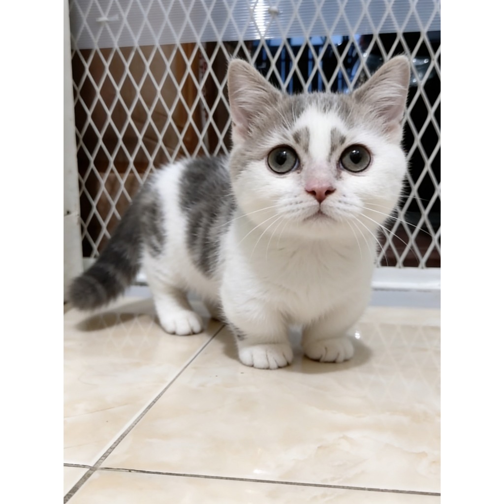 Adopsi Anak Kucing BSH Bico Motif Sapi dan NS Foldex Double Fold Betina