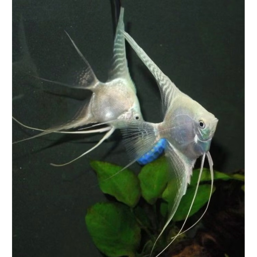 MANFISH PLATINUM SLAYER AKSESORIS AQUARIUM