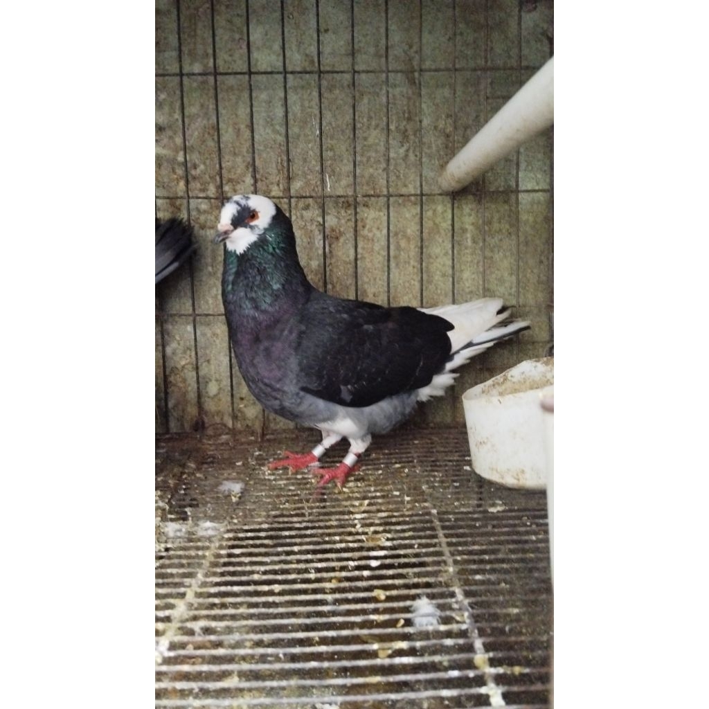 Merpati Balap, kolongan,  Tinggian   / 1 pasang Doble ring