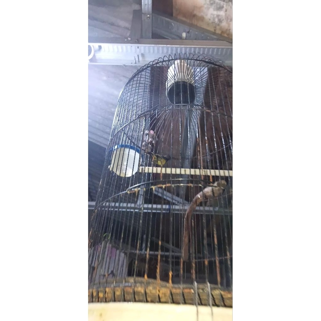 sogon nopeng trotol