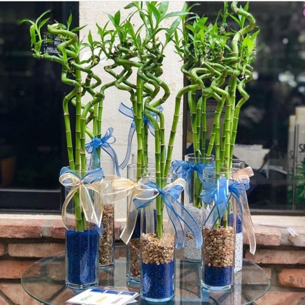 tanaman bambu air/bambu hoki/sri rezeki/bambu cina
