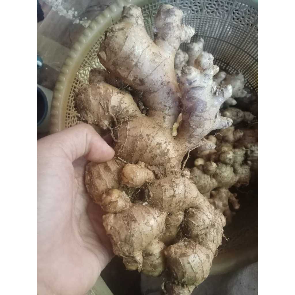 Jahe Emprit /Paris segar 1 kg
