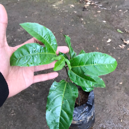 bibit tanaman markisa kuning | markisa asam