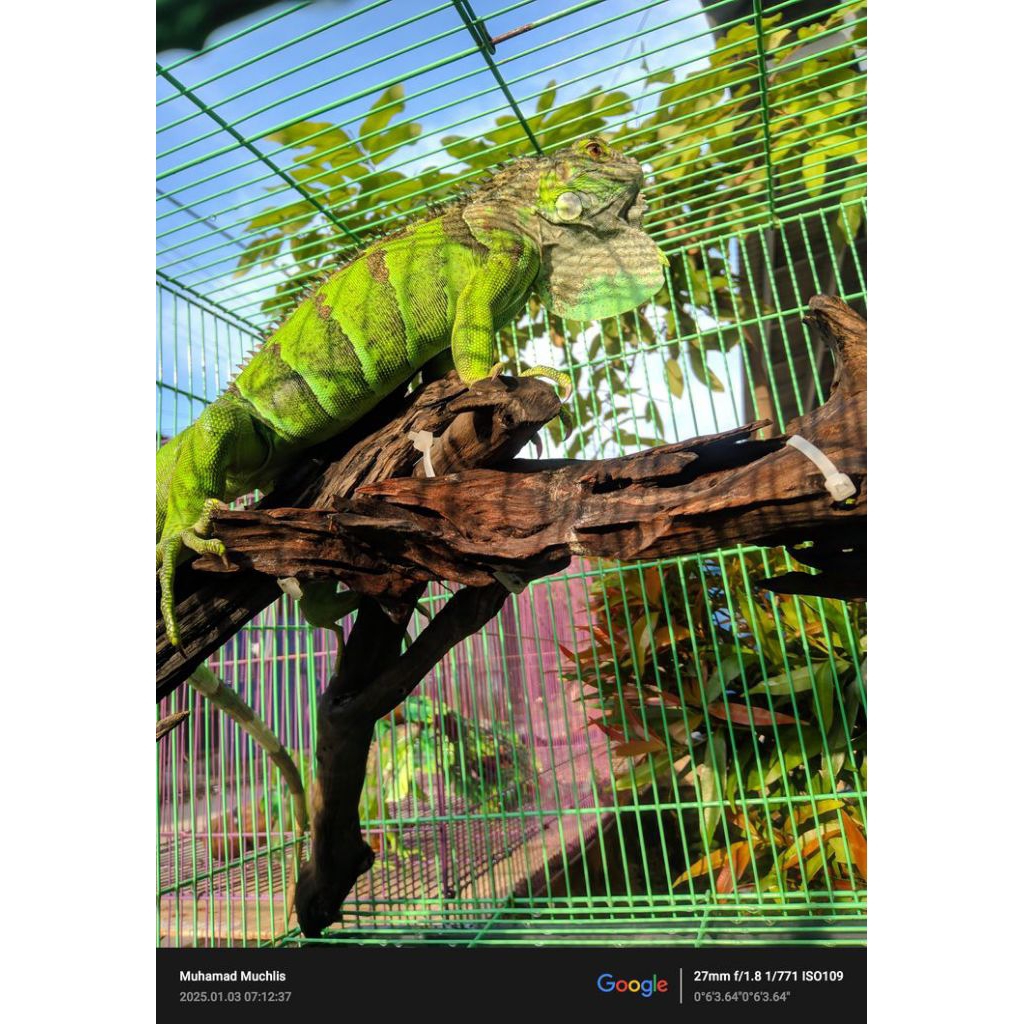 Mainan Iguana Green/ijo uk 45/50 cm / Baby Up Iguana Green/Ijo