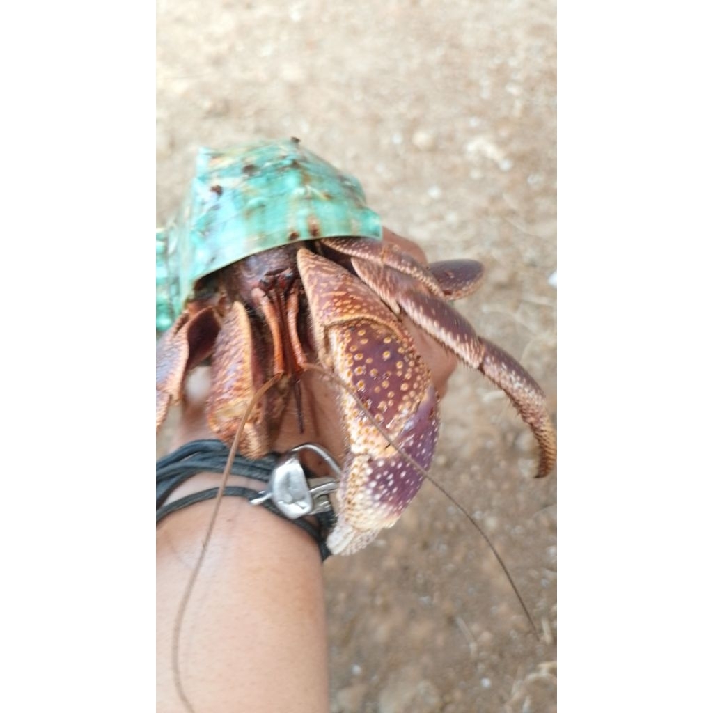 kelomang brevimanus jumbo size 14cm udah pakr marmo