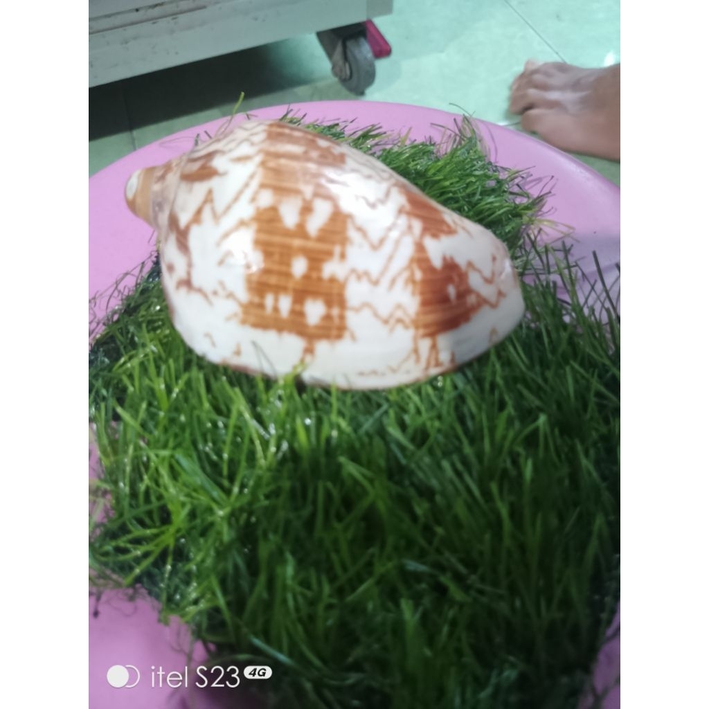 koleksi kerang jumbo rumah kelomang jumbo