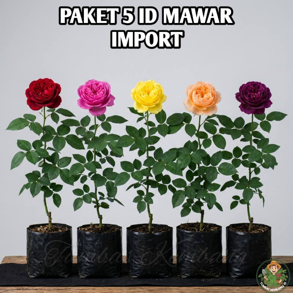 PAKET 5 ID BIBIT MAWAR IMPORT SUPER JUMBO SEHAT BERKUALITAS BERBUNGA/KUNCUP TUMBAS KEMBANG ID