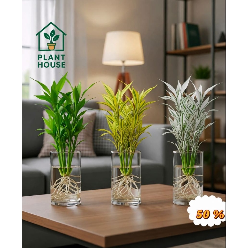(PAKET 3 BAMBU HOKI) Paket 3 tanaman bambu hoki media air - tanaman keberuntungan - bambu hoki kunin