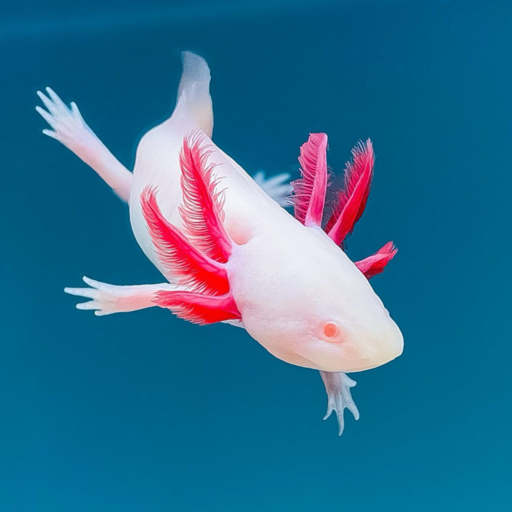 Axolotl albino 6-7 cm