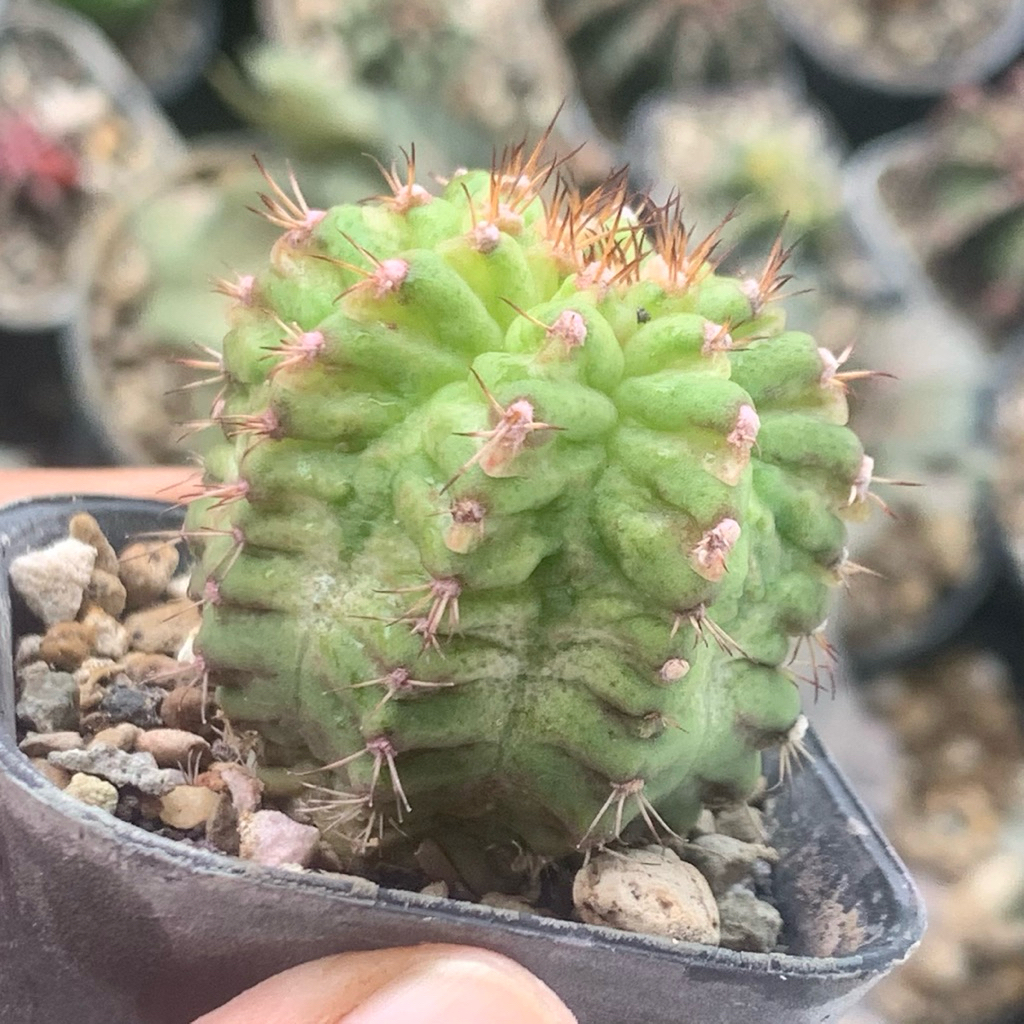 5fw Gymno tseries hybrid daydream tlux day dream ungu purple hybrid  Hybrid kaktus gymnocalycium mih