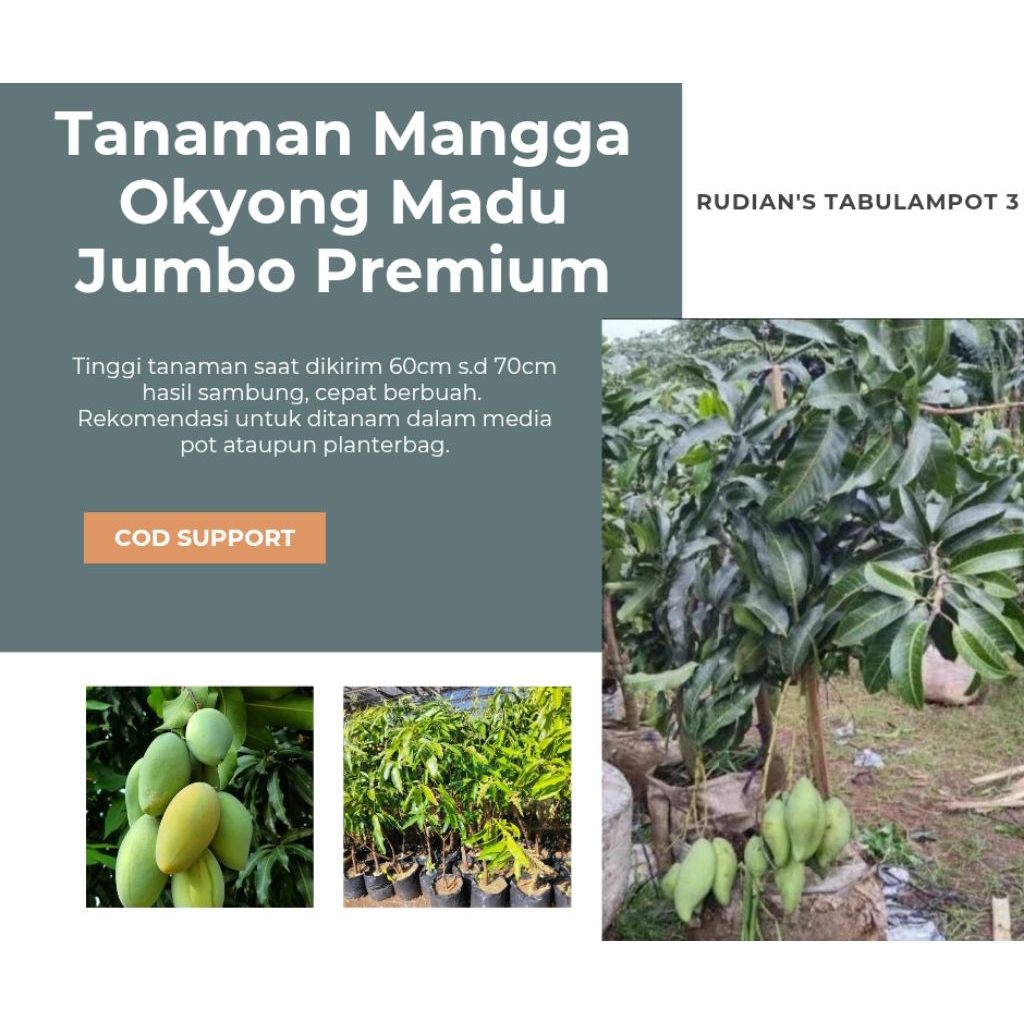 Tanaman Mangga Okyong Madu Jumbo Premium