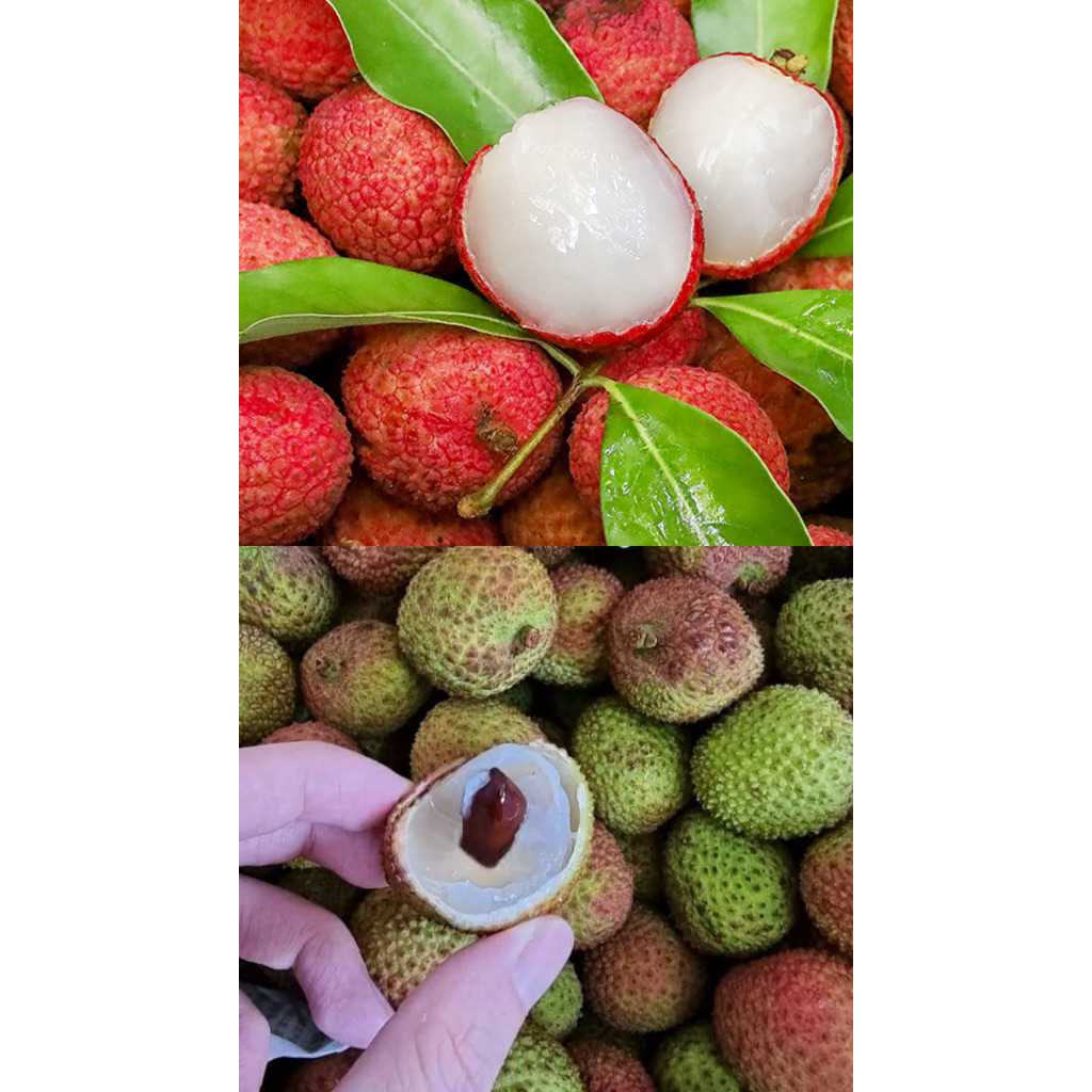 Buah Leci Segar 1kg