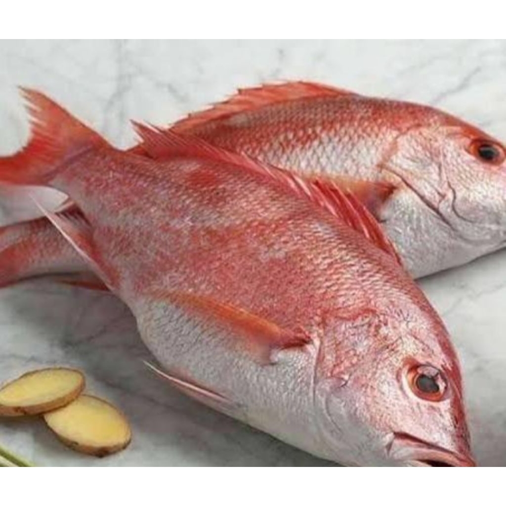 Ikan Kakap Merah Fresh 1 kg ( kisaran isi 1-3 ekor )