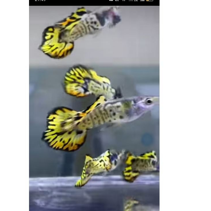 ganci guppy yellow sunset