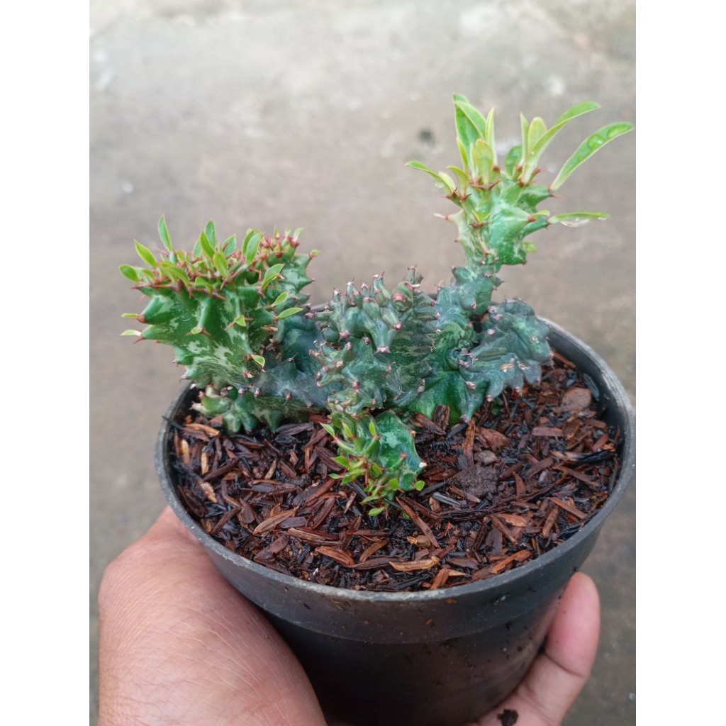 euphorbia ingens monstrose