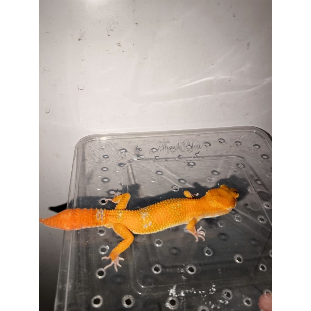 Hiasan Mainan Gecko Minus