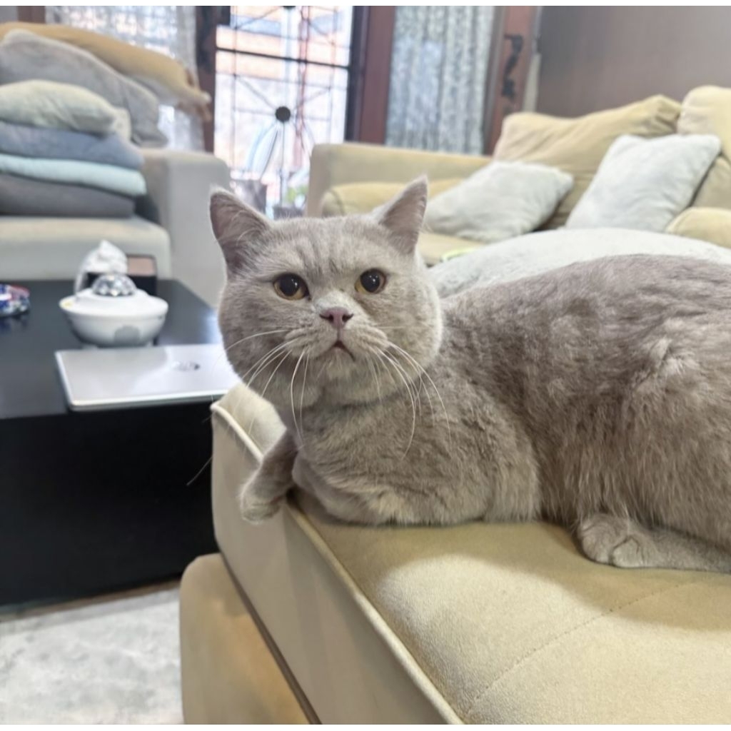 Kucing British Shorthair Pedigree Jantan