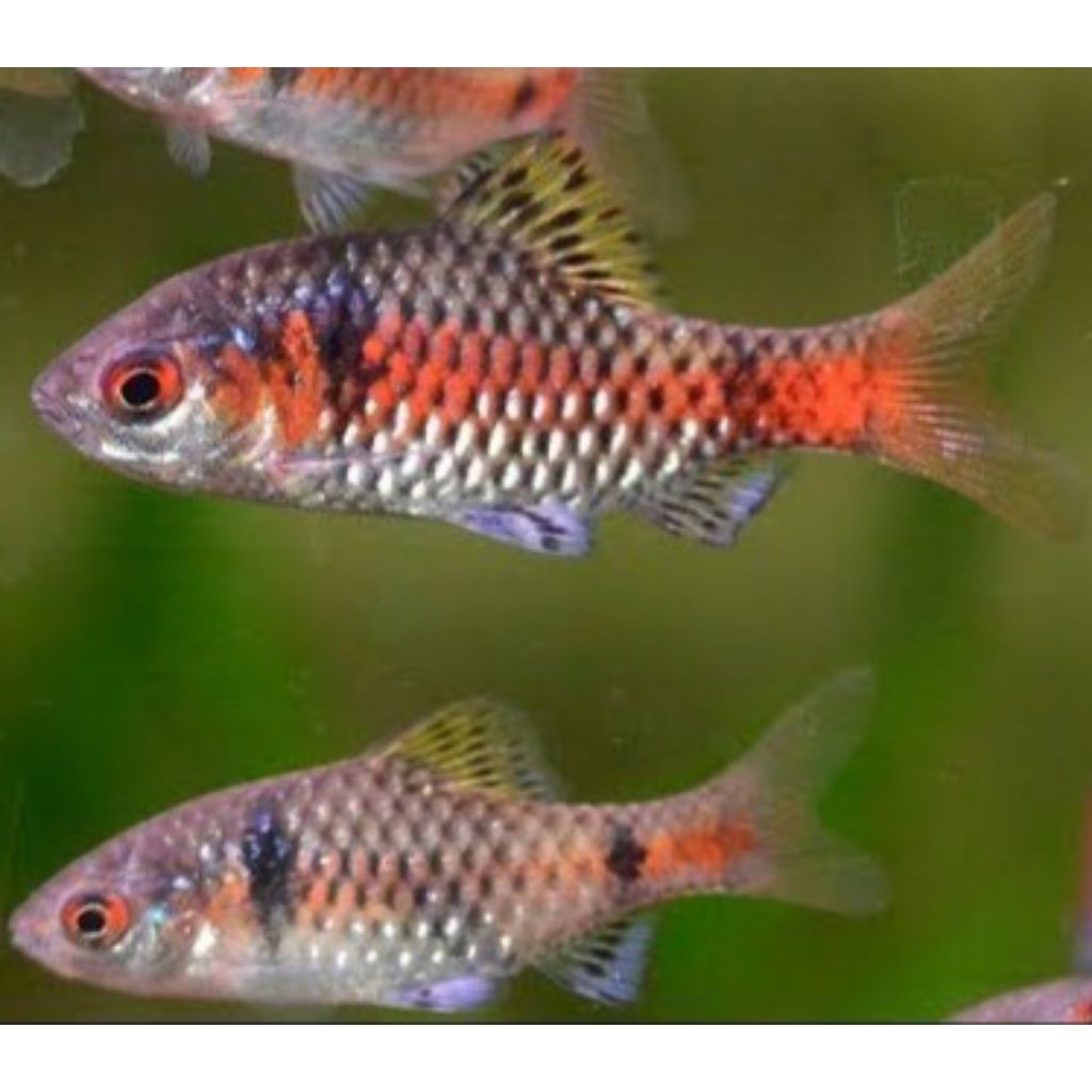 ikan odessa barb bahan top murah meriah