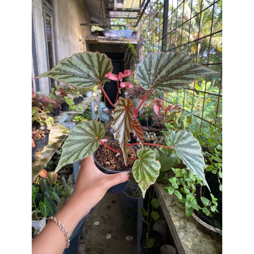 begonia sp irianjaya