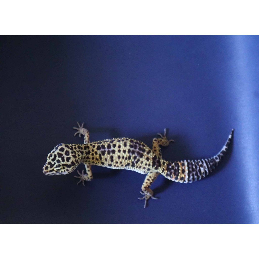 Mainan Leopard Gecko Black Night Cros (BN Cros) Female Dewasa (WT11F)