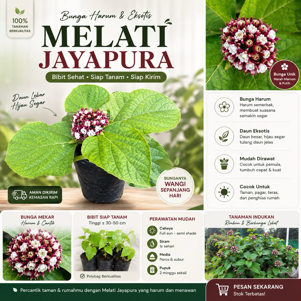 Melati Jayapura