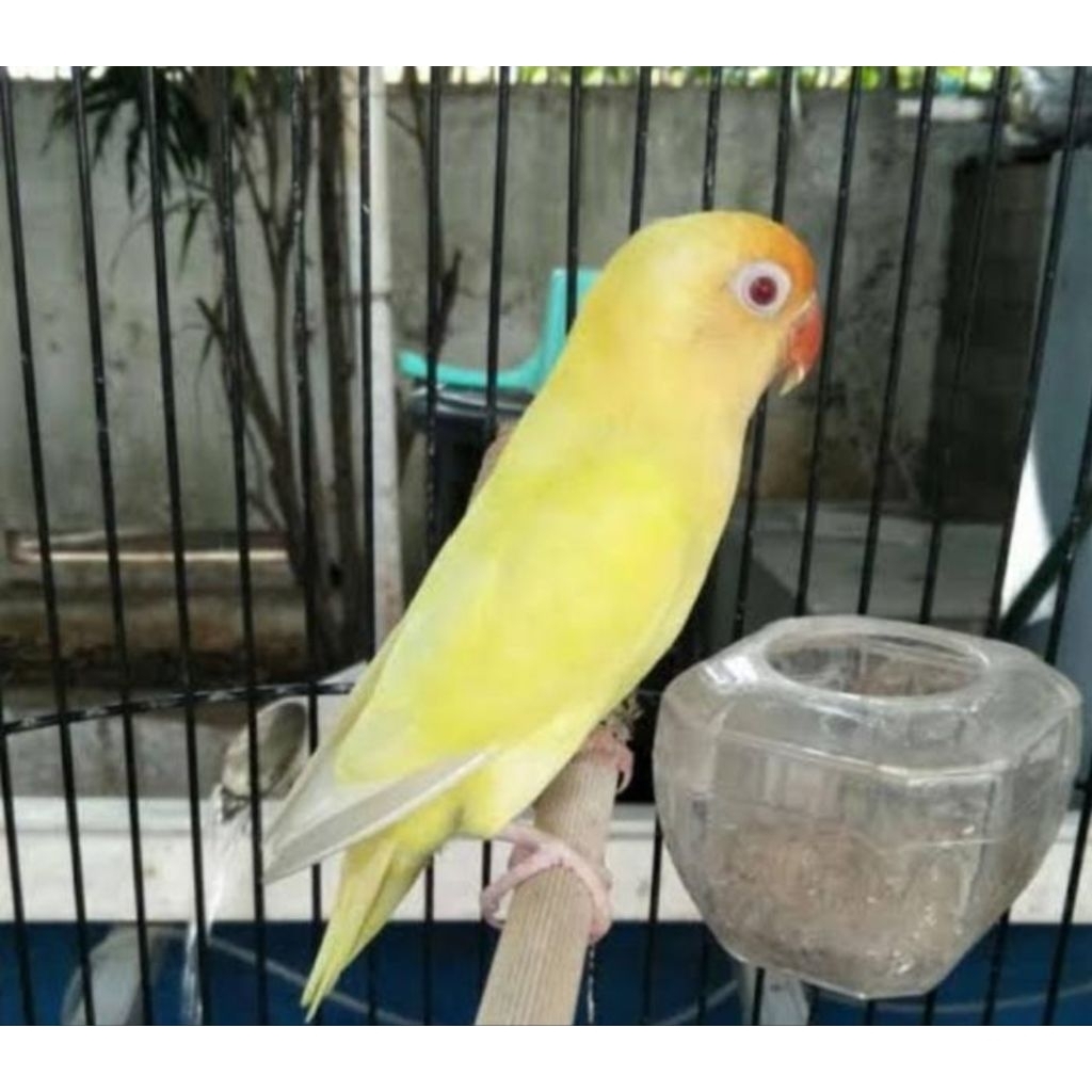 Lovebird Creamino PB Mata Merah ( Jantan ) Rawatan Pribadi