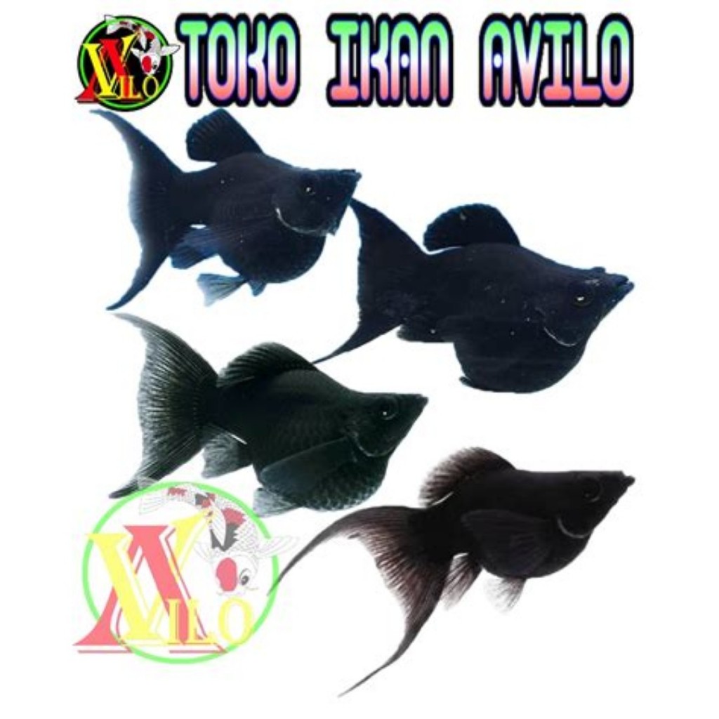 IKAN HIAS molly balon moli black cagak cawang uk kecil bisa hidup tanpa mesin gelembung angin