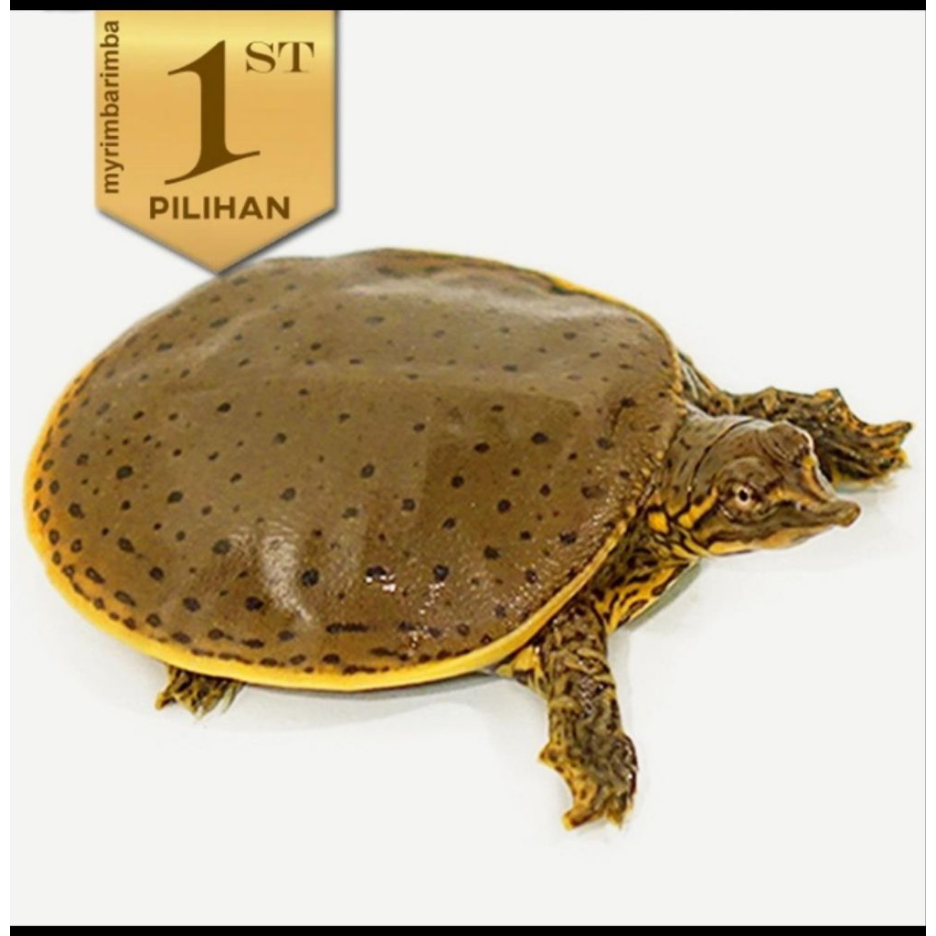 Baby Labi Labi Bulus Kura Kura Reptil Hiasan Aquarium Aquascape Paludarium