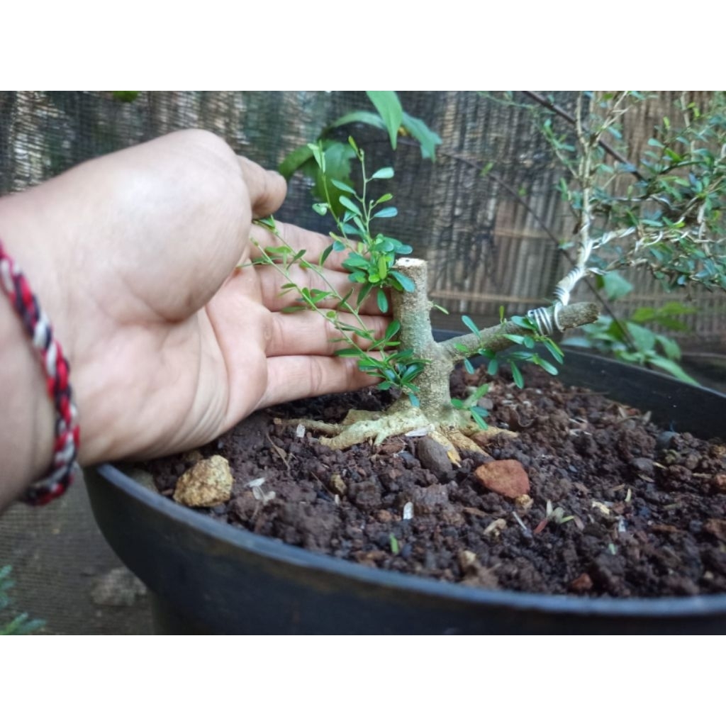 saeng simbur super mikro vietnam bahan bonsai mame