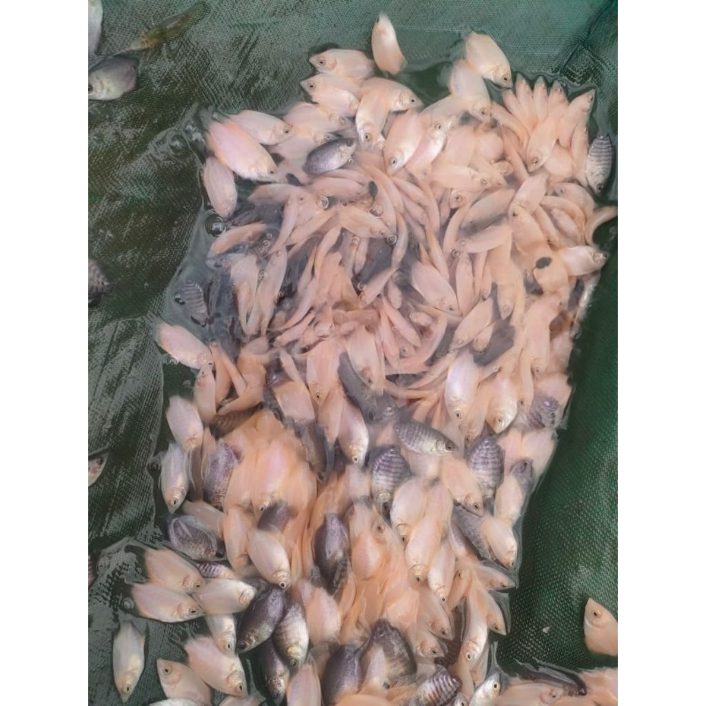 10 Ikan Gurame ukuran korek gas