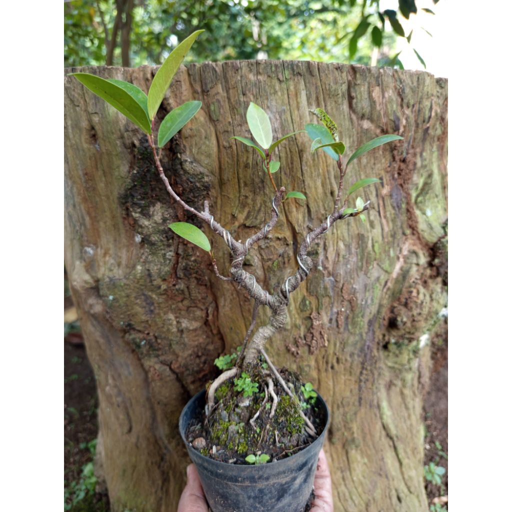 bahan bonsai beringin iprik