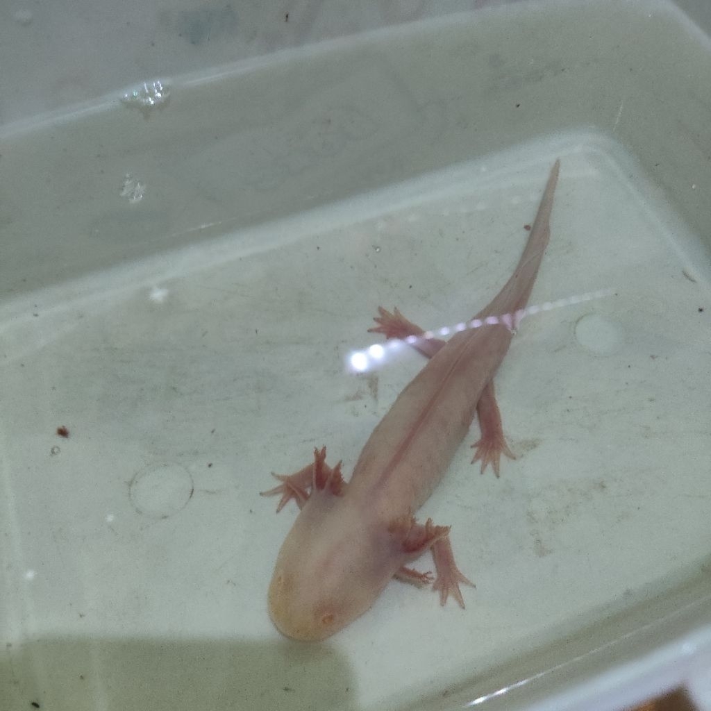 Axolotl Albino 17cm (Size besar) - Pengiriman INSTAN ONLY