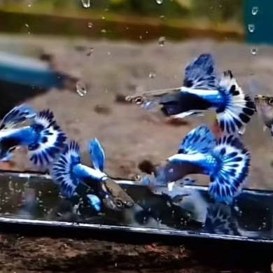 blue ivory guppy