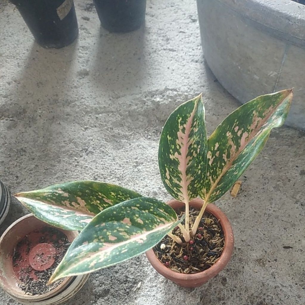 Aglonema Silver Bell