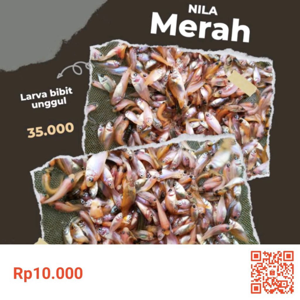 100 ekor Nila | Nila Merah | Nila Merah | Bibit Nila Merah