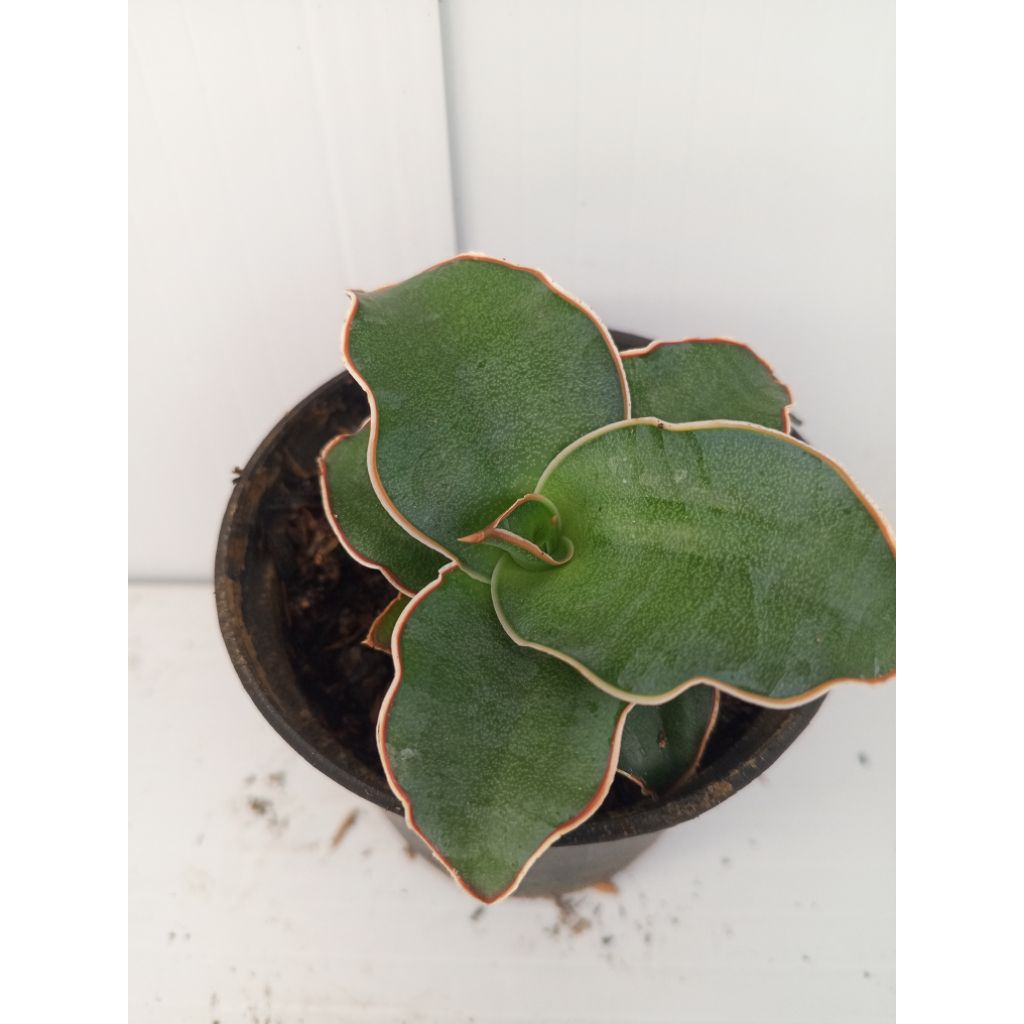 Sansevieria kimayo