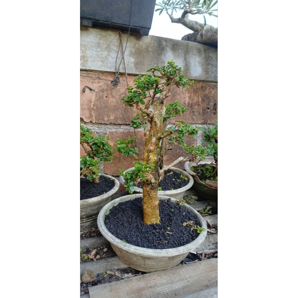 Bonsai sancang small