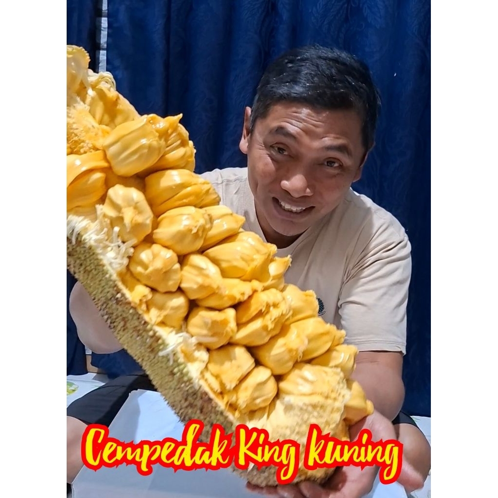 BIBIT CEMPEDAK KING KUNING 120CM