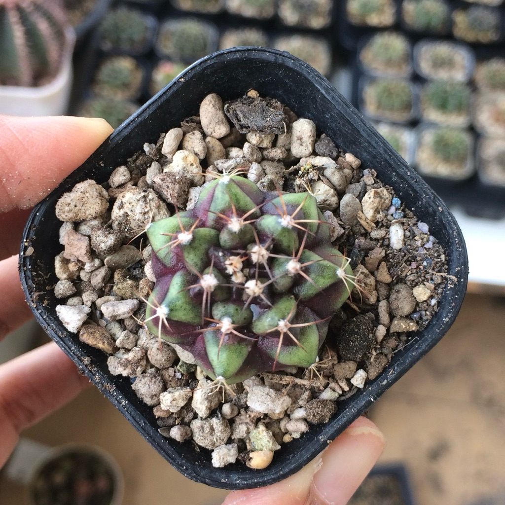 vi7 gymno violete miha var diamond kaktus gymnocalycium mihanovichii varigata cluster rimbun tanaman