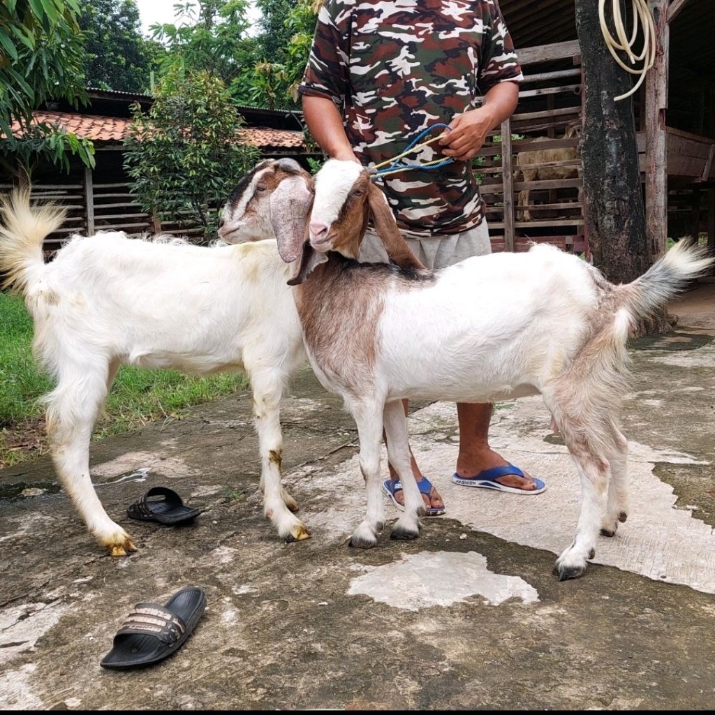 2 Ekor Kambing dan Atau Domba Aqiqah, Potong Cacah, dan Pelihara / Kambing dan Domba Murah Ready Set