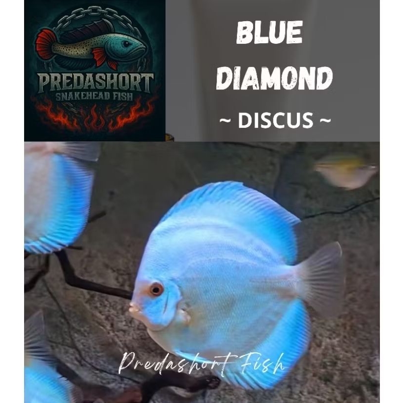 ikan DISCUS BLUE DIAMOND berkualitas bergaransi100%