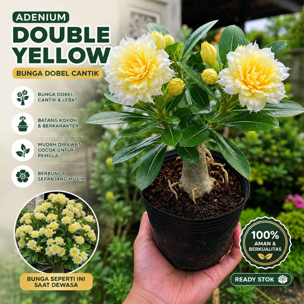 Adenium KambojaTumpuk Putih Kuning